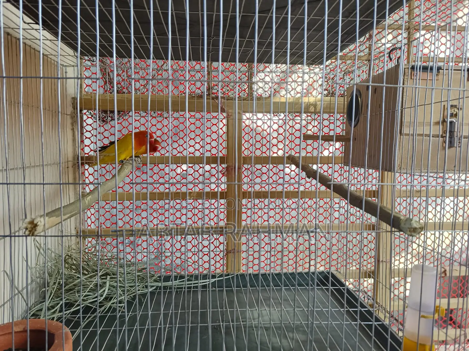 Decino Fisher Split Opaline