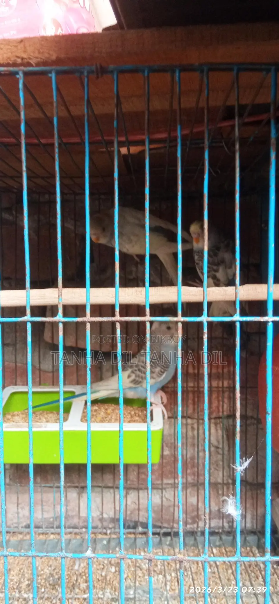 বাজিগর পাখি