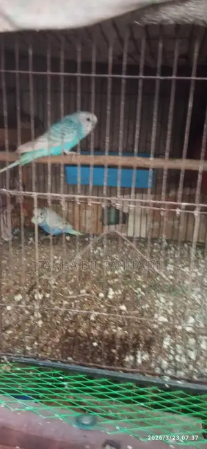 বাজিগর পাখি