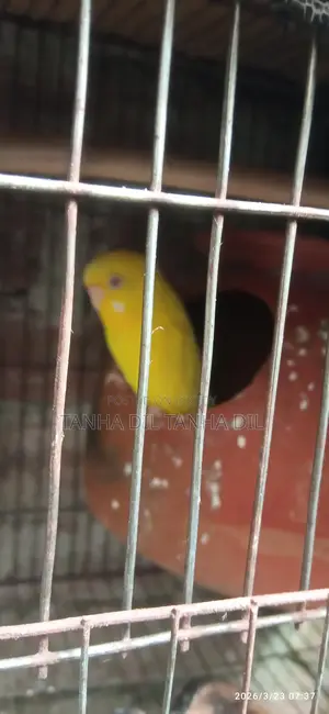 বাজিগর পাখি
