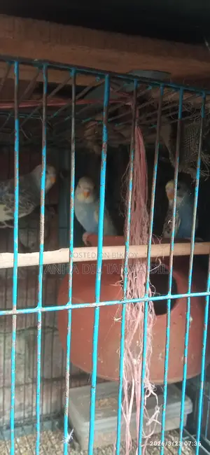বাজিগর পাখি