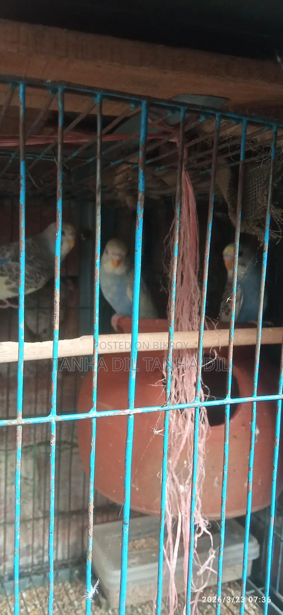 বাজিগর পাখি
