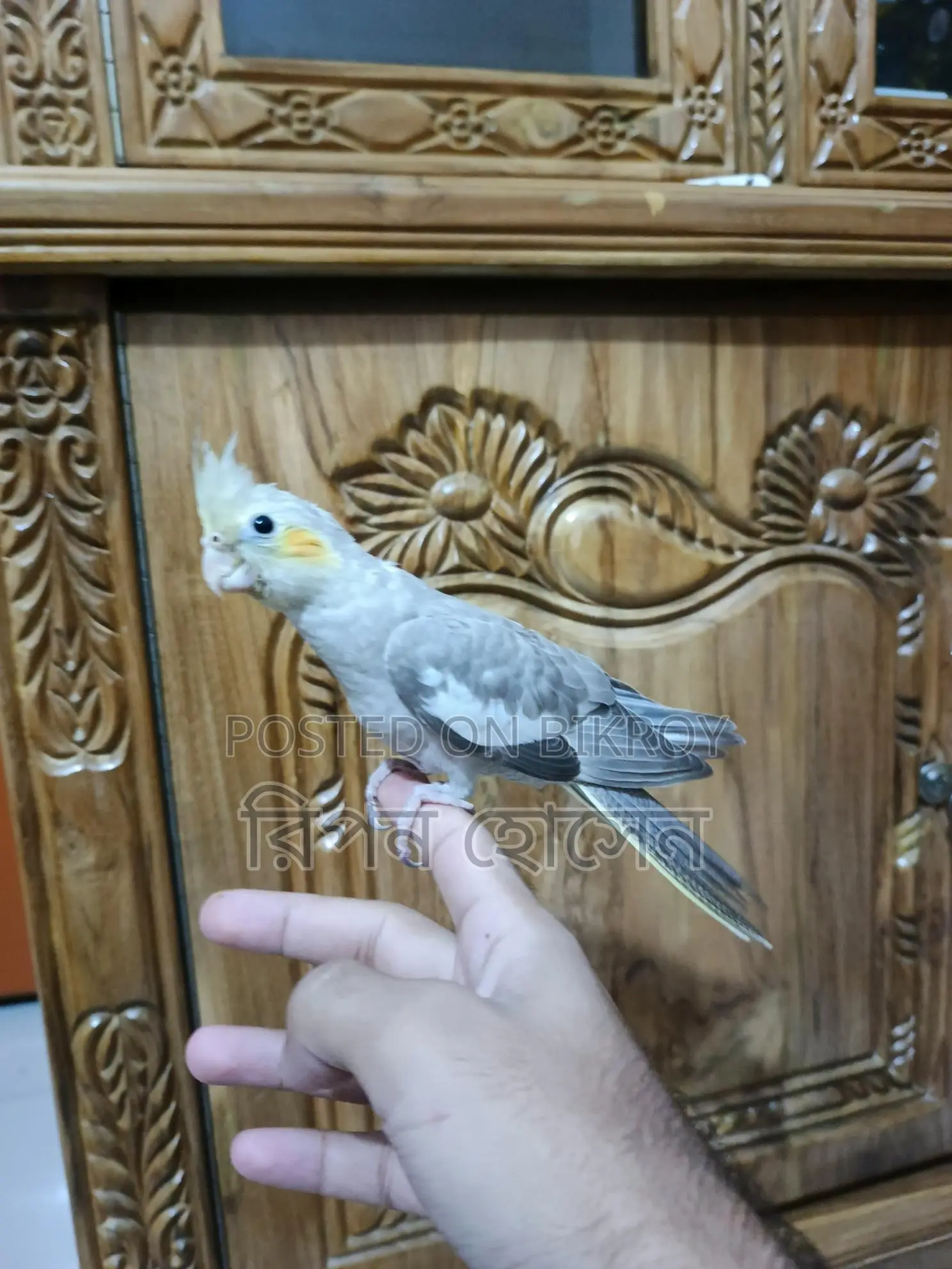 Cockatiel Bird Chicks
