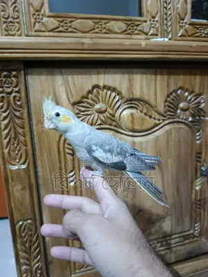 Cockatiel Bird Chicks