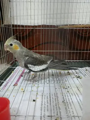 Cockatiel Bird Chicks