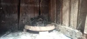 Healthy Meat Pigeon Squabs