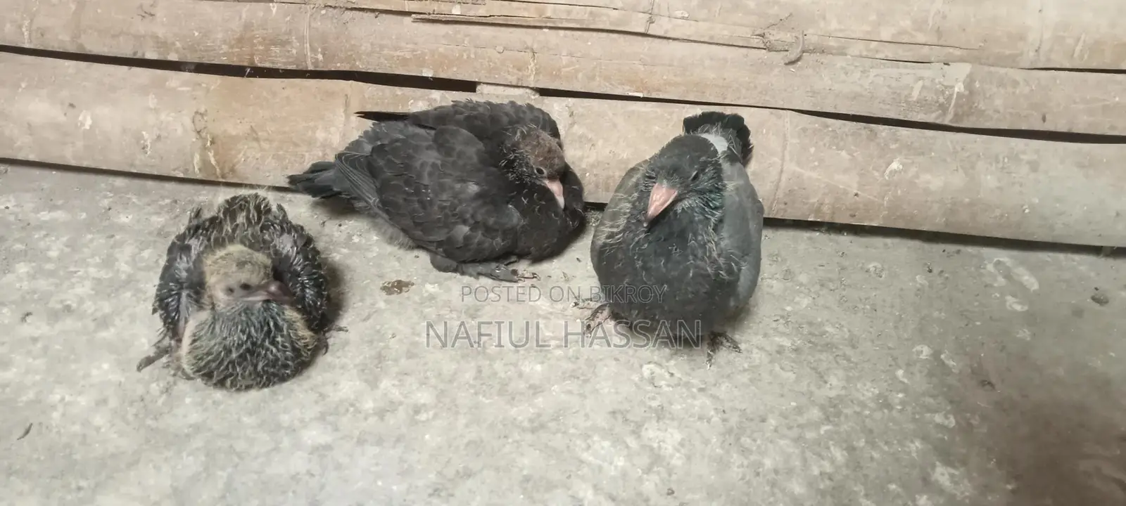 Healthy Meat Pigeon Squabs