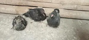 Healthy Meat Pigeon Squabs