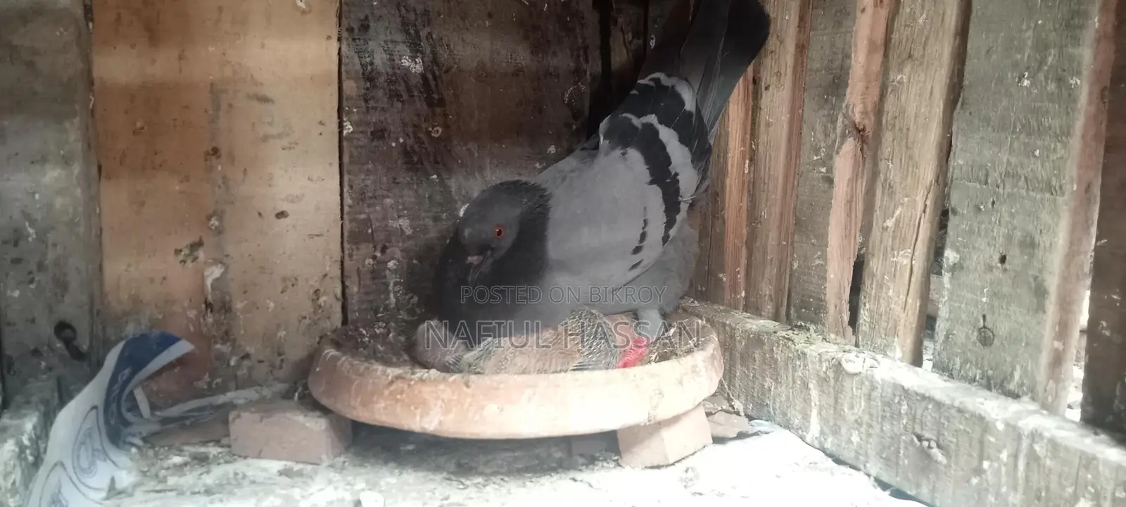 Healthy Meat Pigeon Squabs