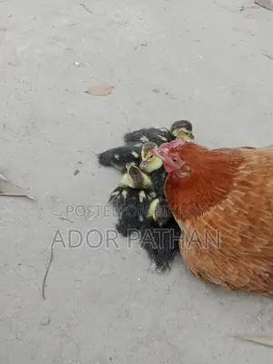 Chinese Ducklings