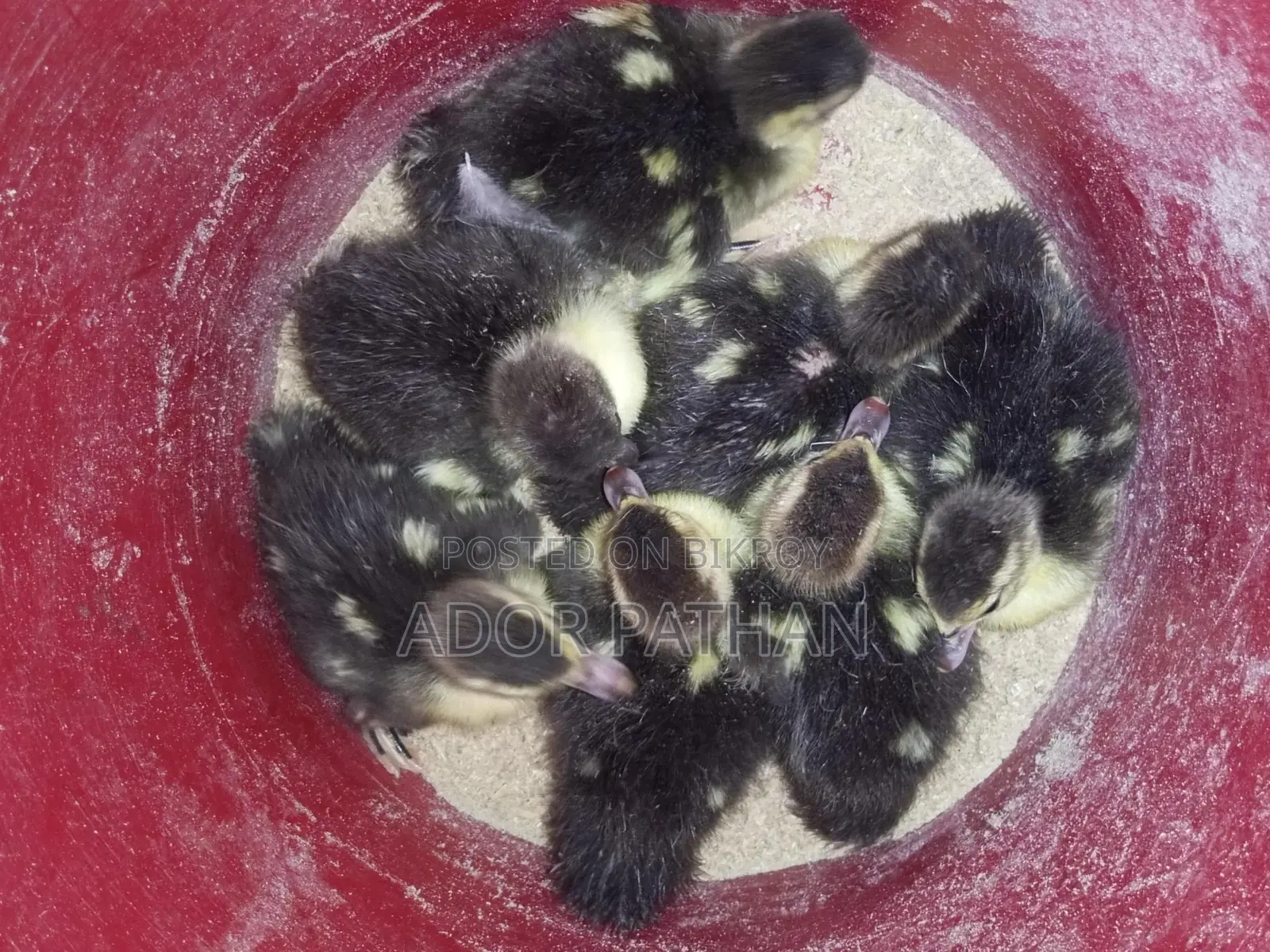 Chinese Ducklings