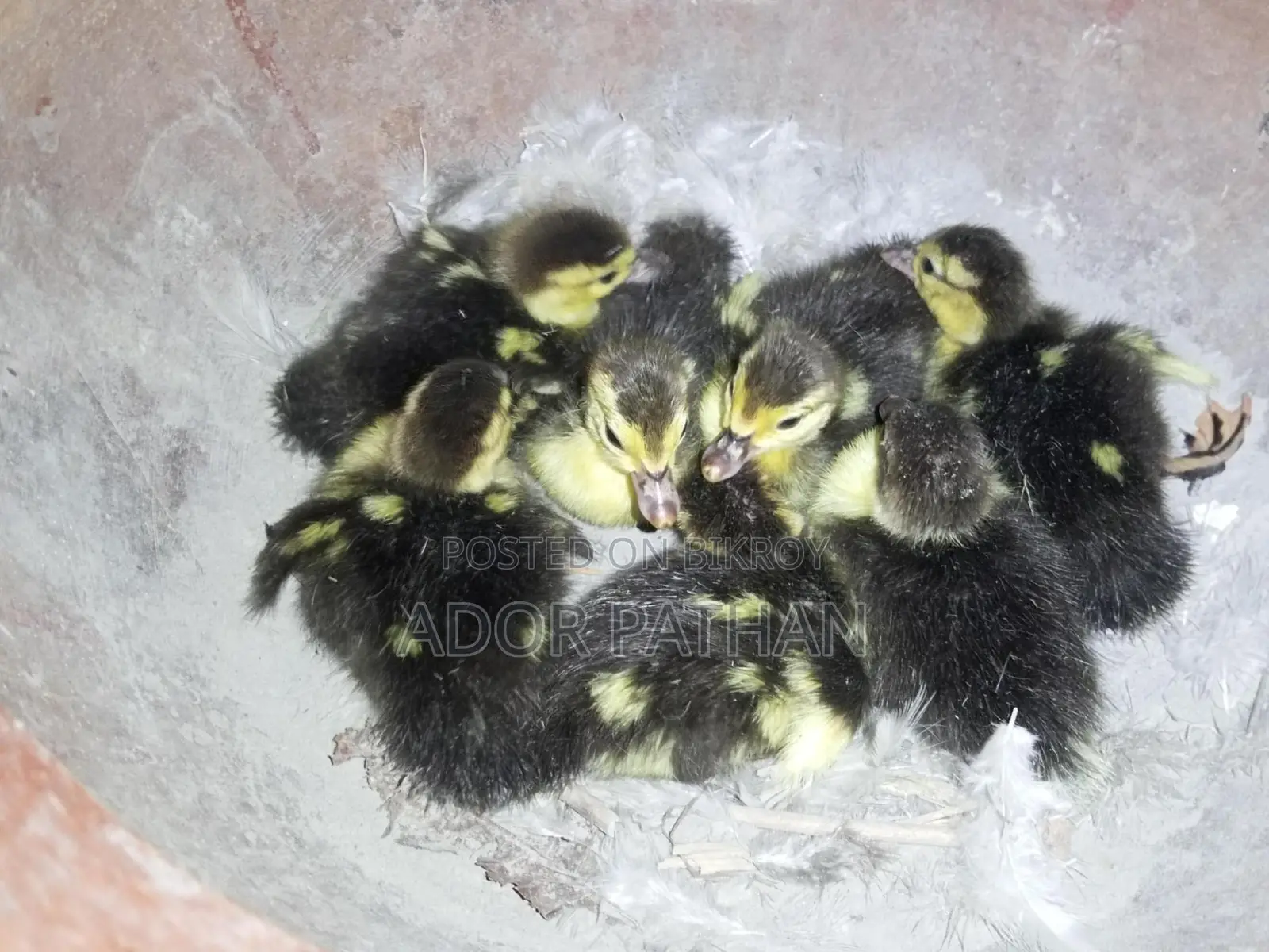 Chinese Ducklings