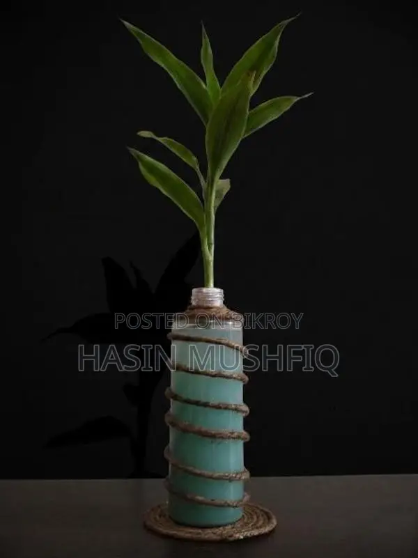 Lucky Bamboo