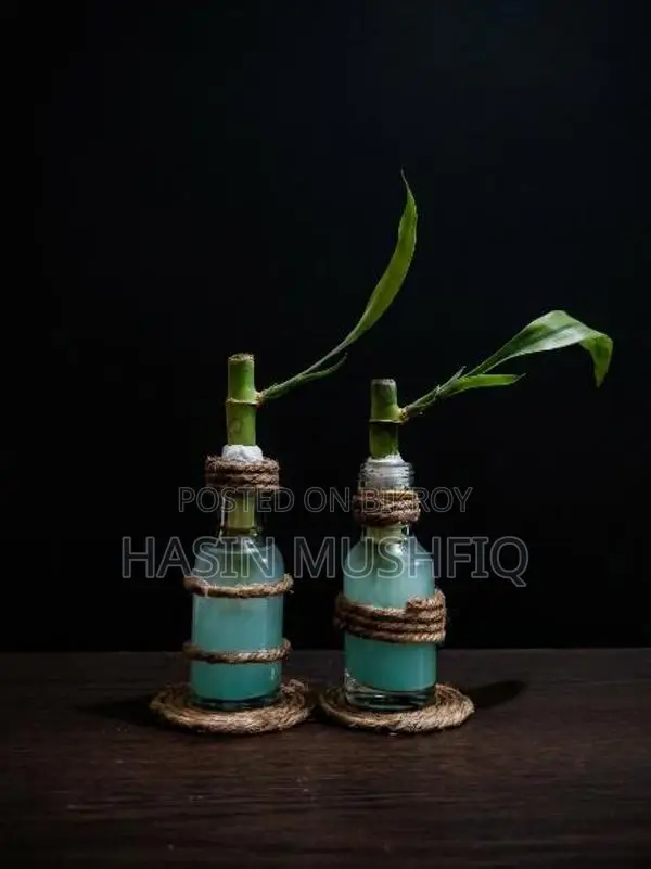 Lucky Bamboo