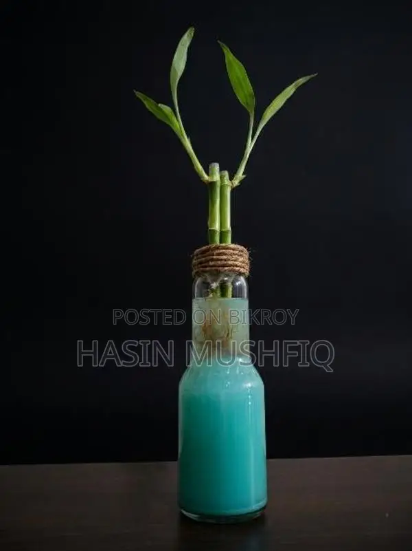 Lucky Bamboo