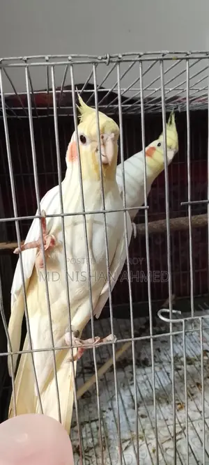 Tame Cockatiel Pair for Sale