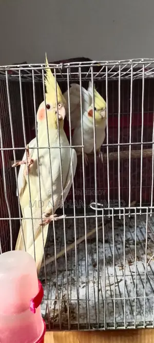 Tame Cockatiel Pair for Sale