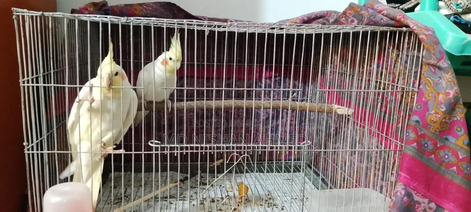 Tame Cockatiel Pair for Sale