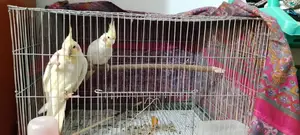 Tame Cockatiel Pair for Sale