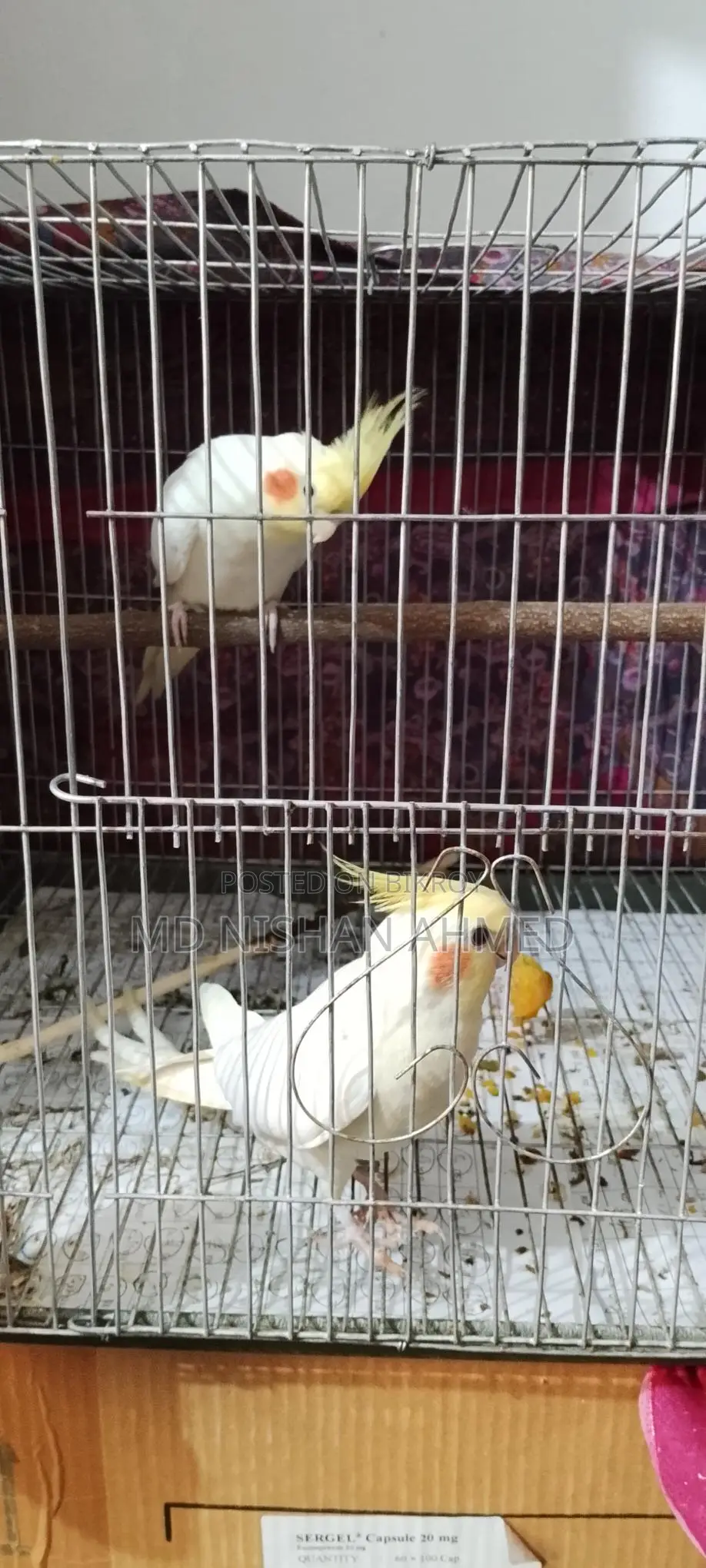 Tame Cockatiel Pair for Sale