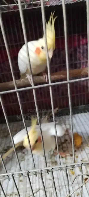 Tame Cockatiel Pair for Sale