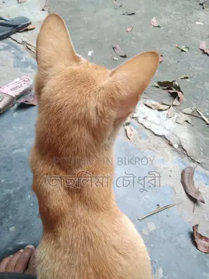 Looking to sell a good breed cat