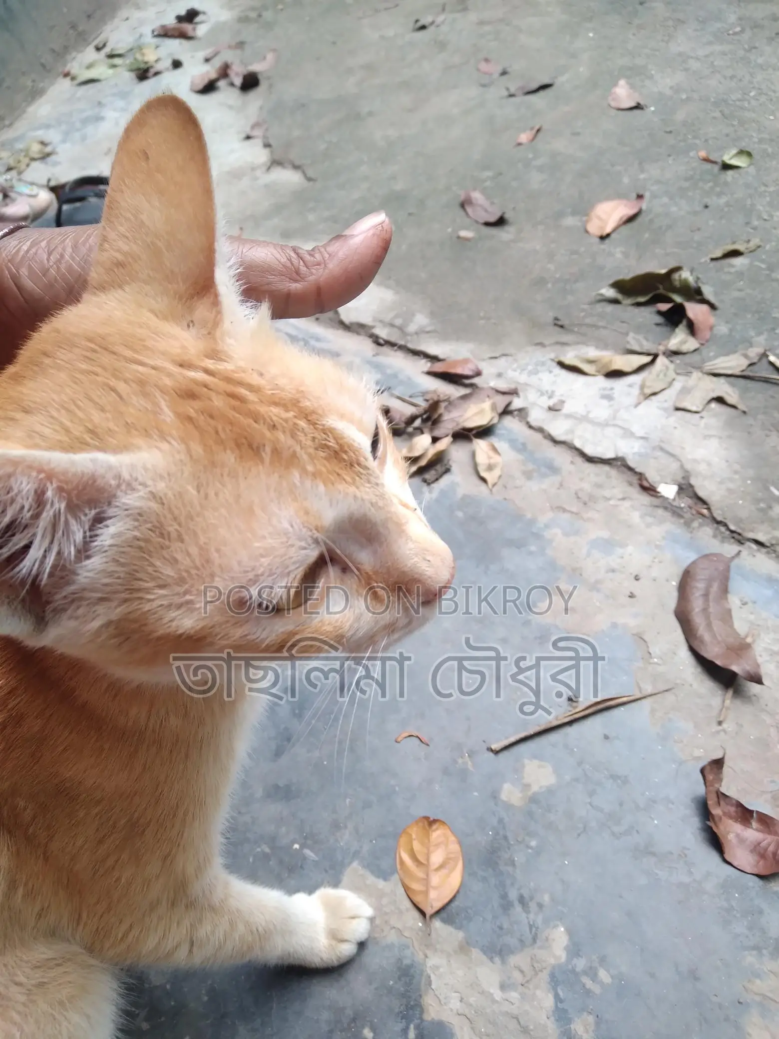 Looking to sell a good breed cat
