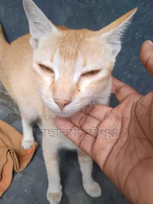 Looking to sell a good breed cat