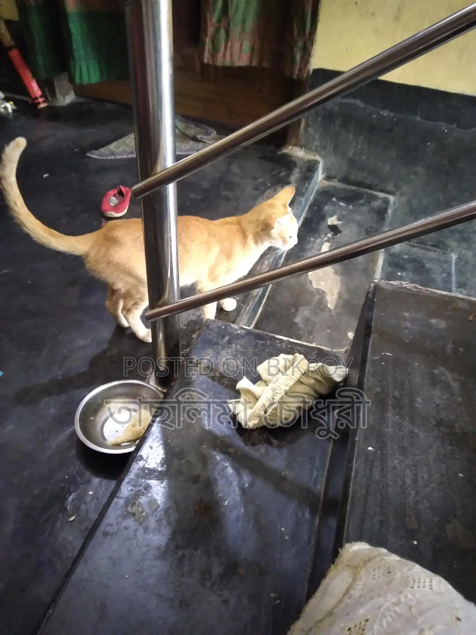 Looking to sell a good breed cat