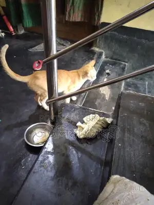 Looking to sell a good breed cat