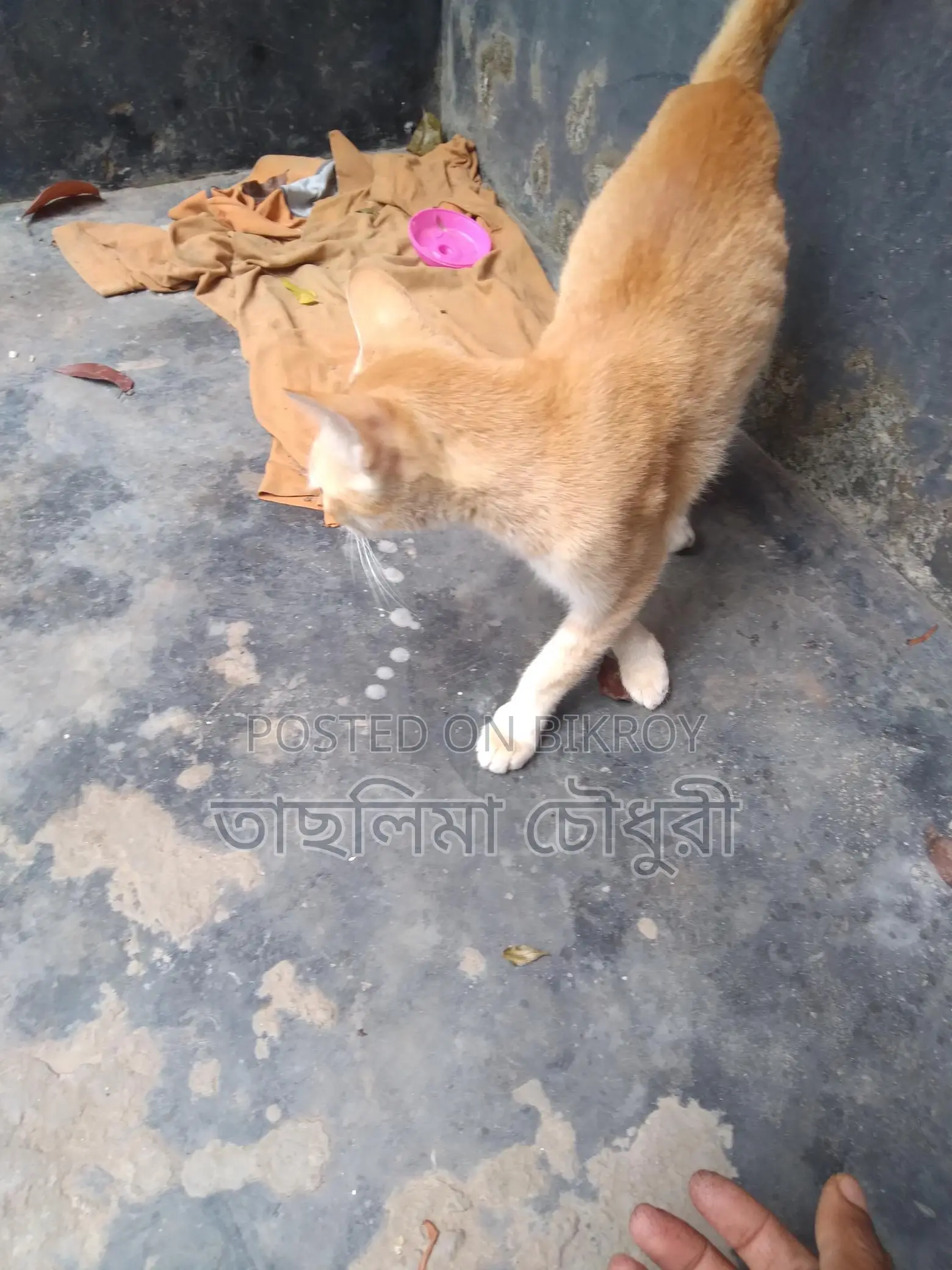 Looking to sell a good breed cat