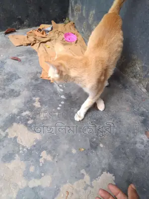 Looking to sell a good breed cat