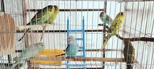 Budgerigar Birds