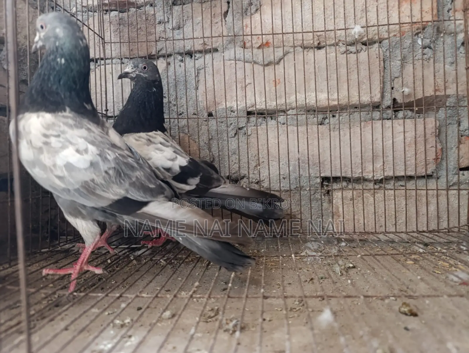 Sell Pigeon