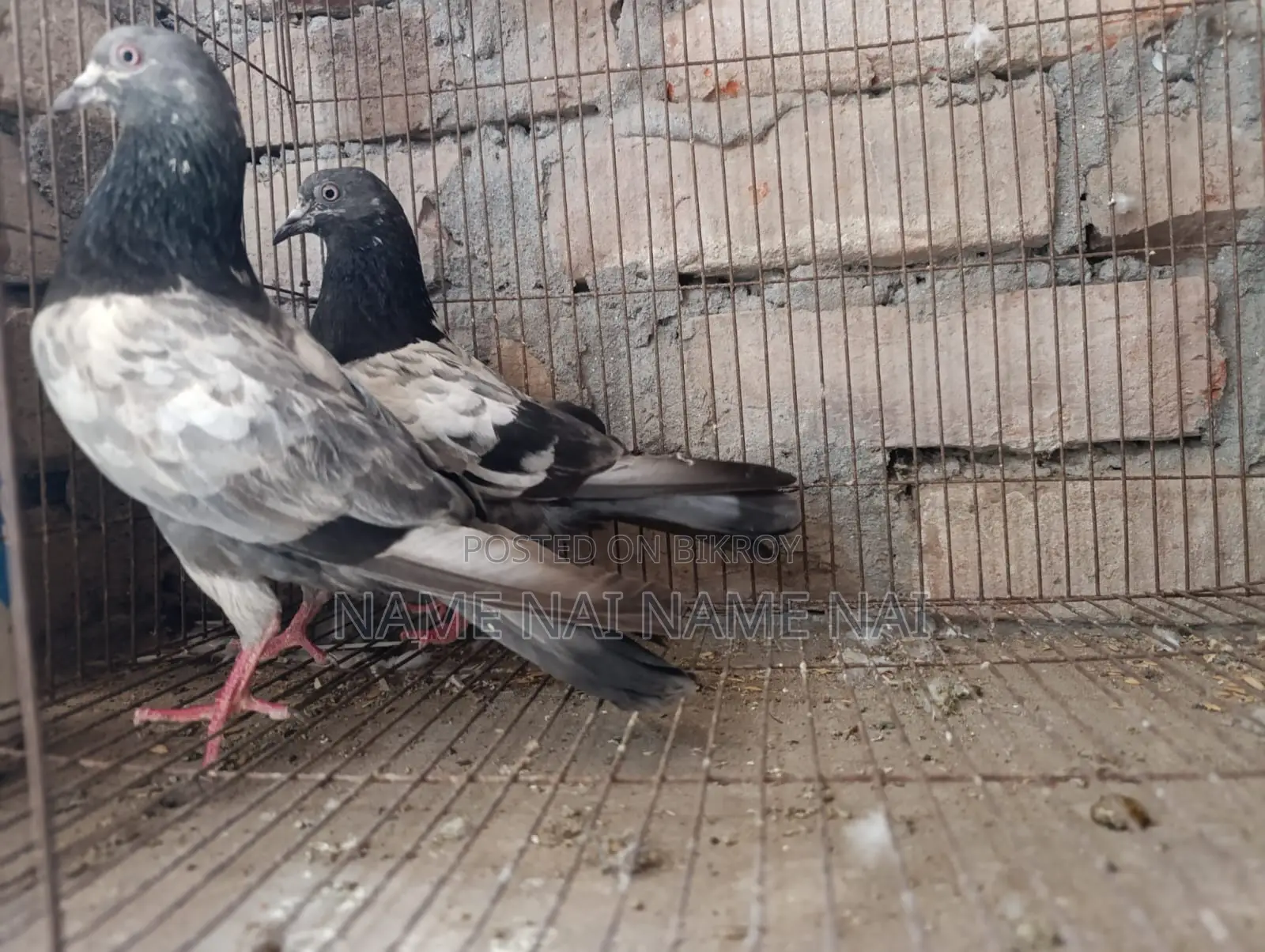Sell Pigeon