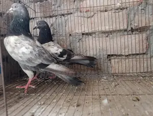 Sell Pigeon