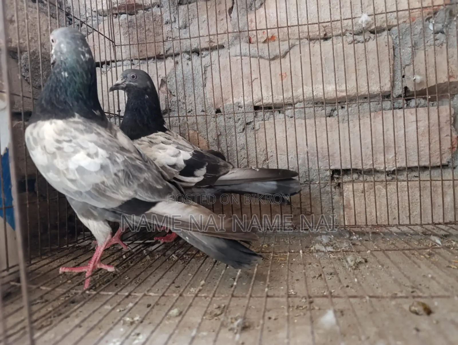 Sell Pigeon