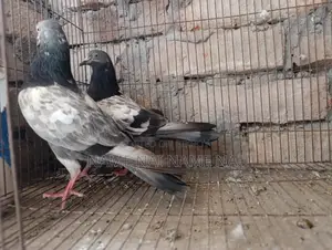 Sell Pigeon