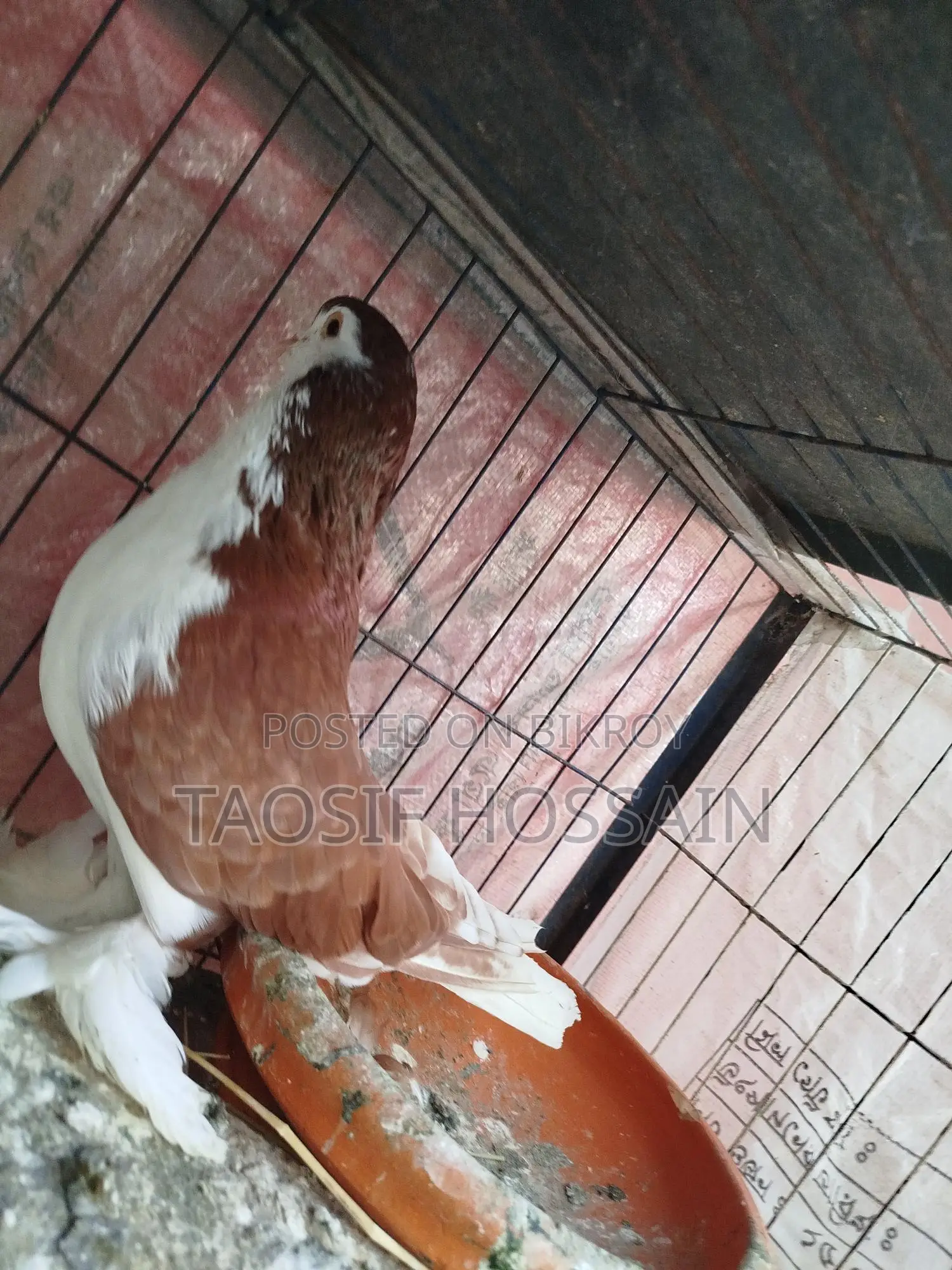 Pigeons for Sale