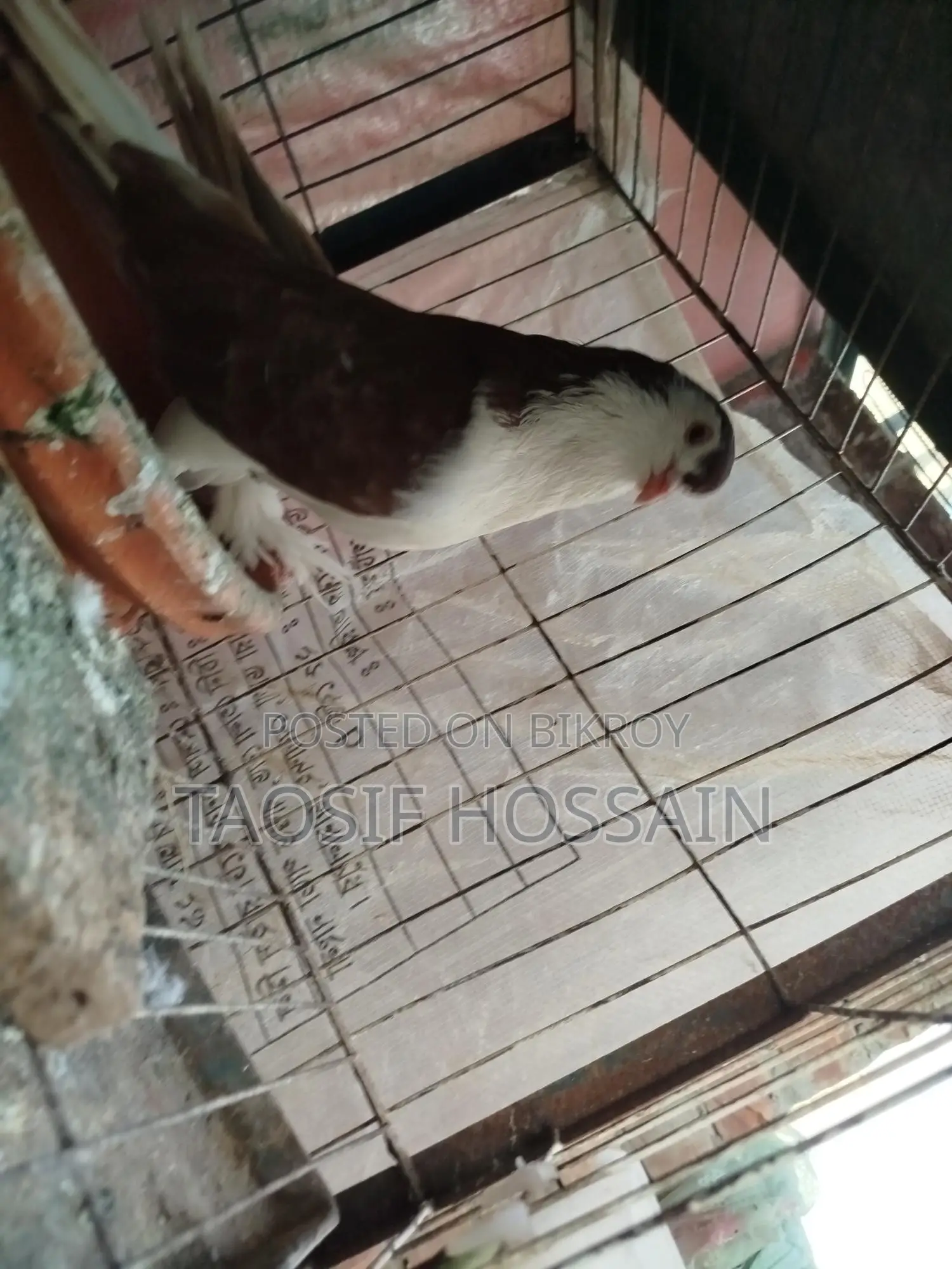 Pigeons for Sale