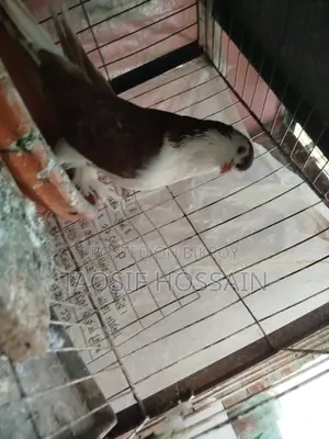 Pigeons for Sale