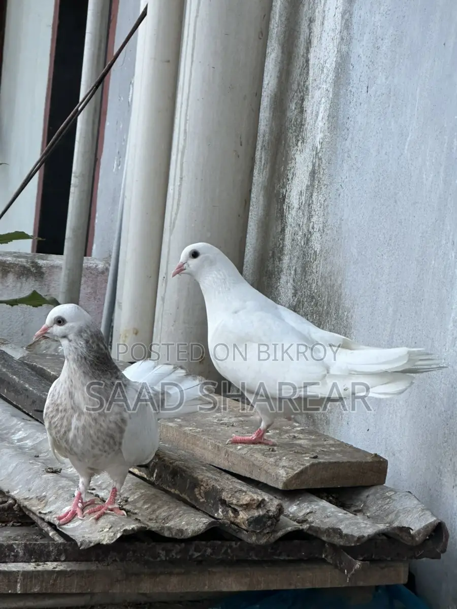 Pigeons for sale