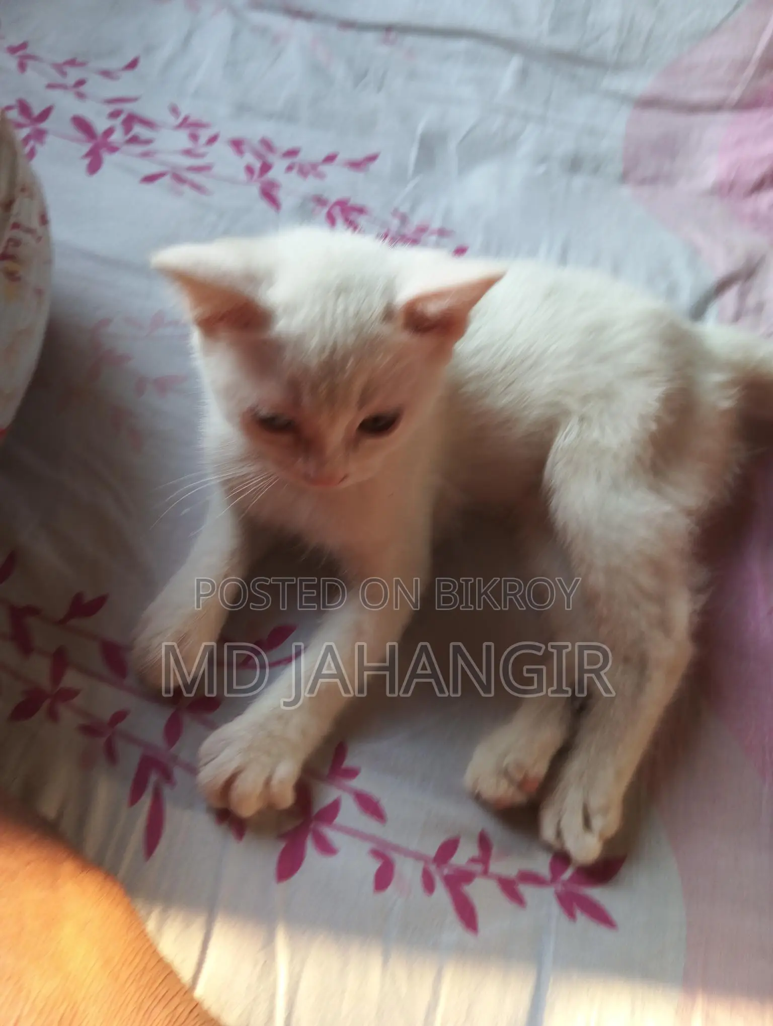 Cat for sale