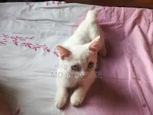 Cat for sale