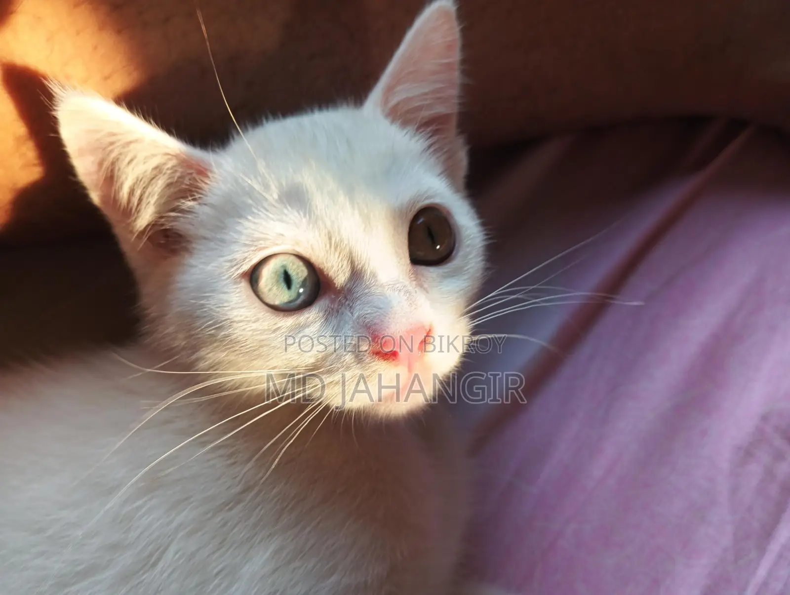 Cat for sale