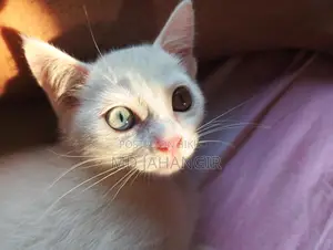 Cat for sale