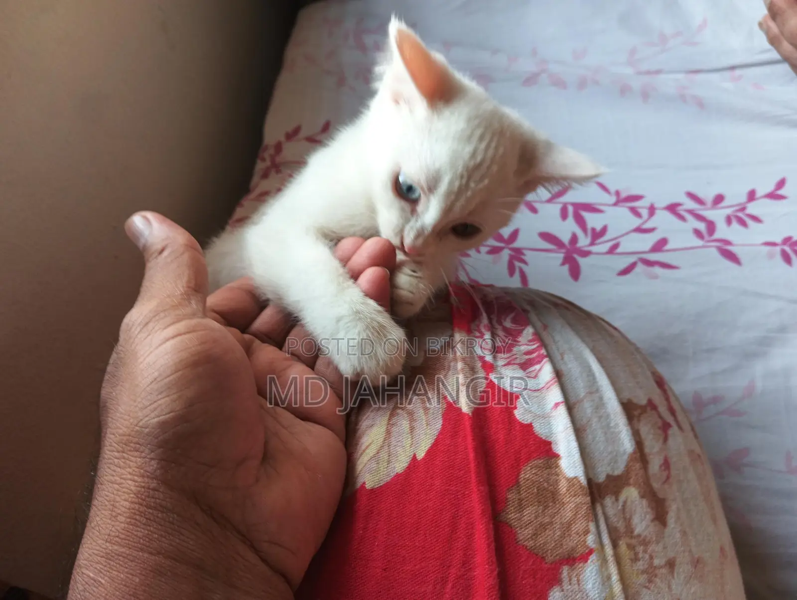 Cat for sale