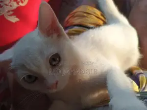 Cat for sale