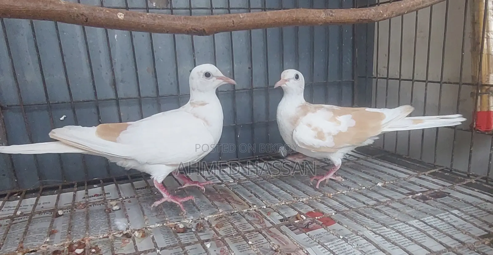 Jura Raning Australian(ghughu)