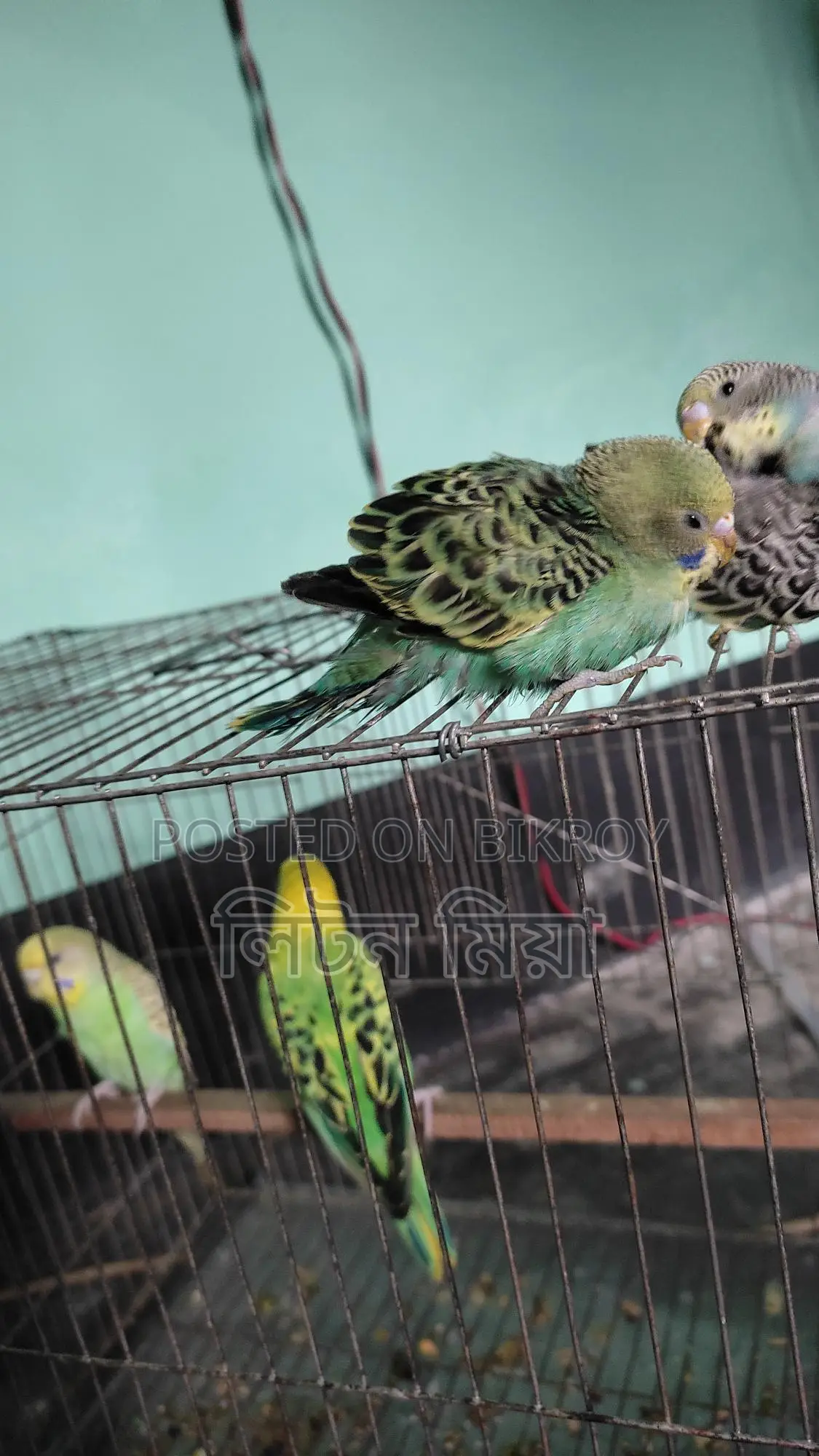 Budgerigar Birds